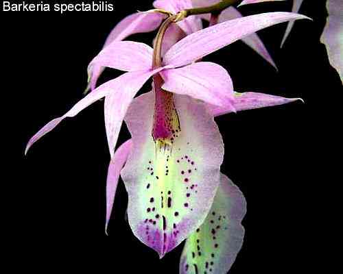 Barkeria spectabilis